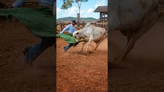 O Garrote fez subir poeira 🐂💨