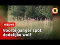 Wolf gespot in de buurt bij Haarsteeg | Omroep Brabant