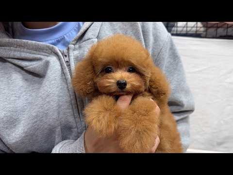 YouTube動画のサムネイル