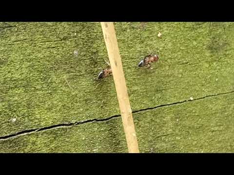 Pennsylvania Carpenter Ants Infest Homeowners Deck in Fair Haven, NJ