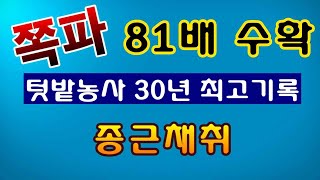 [텃밭농부. 1,041]  쪽파 생산 81배 텃밭농사 최고 신기록. 구근채취 #쪽파재배