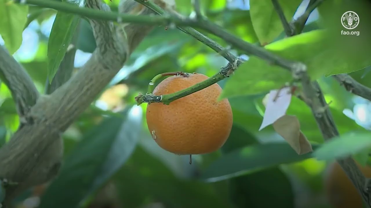 Programme phytosanitaire Africain: Aperçu des directives d’enquête_Candidatus liberibacter asiaticus