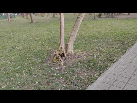 Motorola Moto G9 Power, Video Sample (Stabilisation)