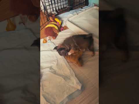 Chihuahua puppy for sale