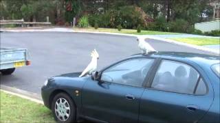 preview picture of video 'Flock of Cockatoos - Playing, Taking Off, Flying, Landing - Christmas Day'