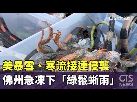 美暴雪、寒流接連侵襲　佛州急凍下「綠鬣蜥雨」