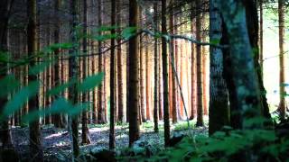 Allan Sherman - Hello Muddah, Hello Faddah! (A Letter From Camp) (W/pics)