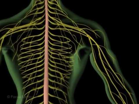 Unser Körper in 3D - Sinne und Nerven (Schulfilm-Vorschau)