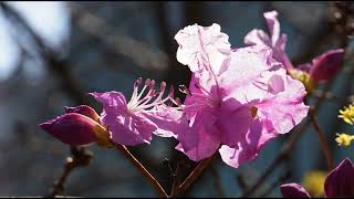 Nolwenn Leroy - Moonlight Shadow