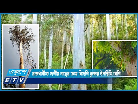 রাজধানীতে দেশীয় গাছের চেয়ে ক্ষতিকর বৃক্ষের উপস্থিতি বেশি