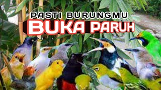 Download lagu TERAPI BURUNG PAGI DAN MALAM HARI, TERAPI AIR SEMUA JENIS BURUNG mp3