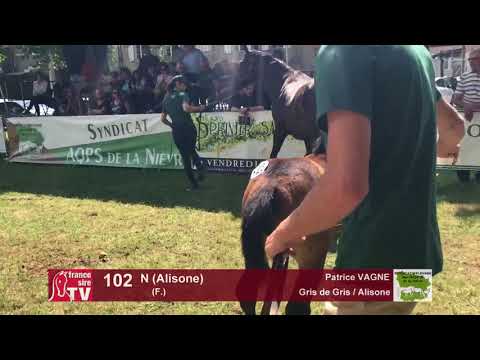 Sprinter Sacré Show 2018 : Lot 102 - N (Alisone)