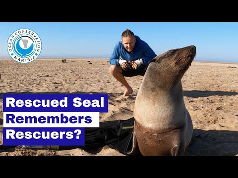 Rescued Seal Remembers Rescuers?