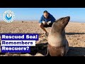 Rescued Seal Remembers Rescuers