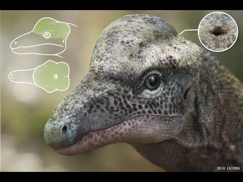 Protopyknosia: A new group of Triassic reptiles with pachycephalosaur-like domes.