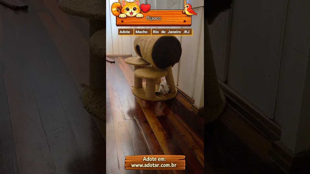 Gato raça SRD-ViraLata idade 2 a 6 meses nome Pipoca 