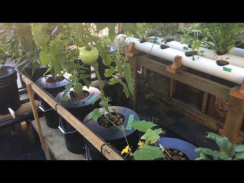 Update #20, 23 weeks of growth in my hydroponic greenhouse