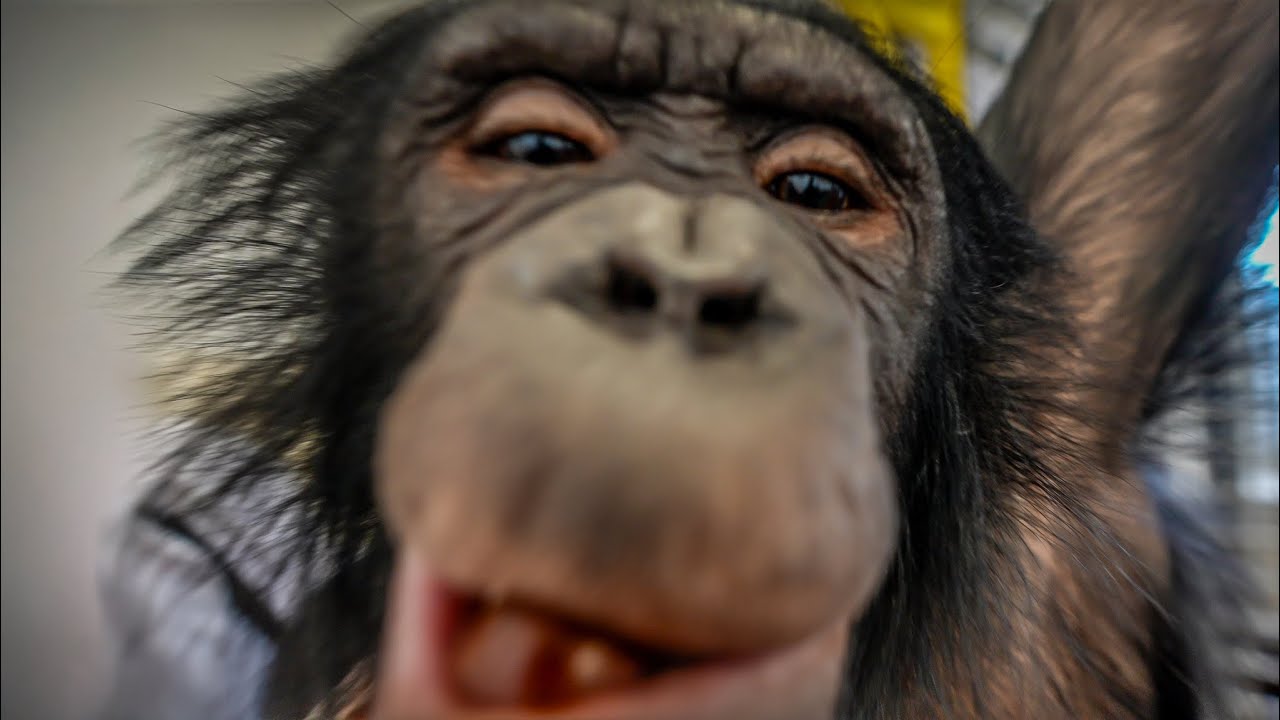 Шимпанзе Боня Напугала Олега! День Сурка в Алматинском Цирке