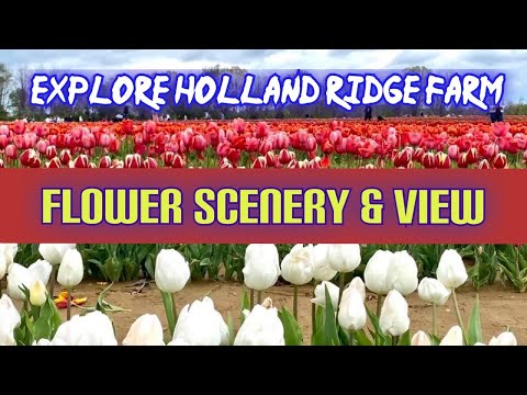 Explore Holland Ridge Farm and Flower Scenery