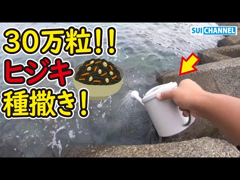 【ヒジキ再生計画#2】総数30万個超え！誰にでも出来るヒジキの種まき法が凄すぎた！