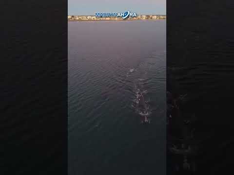 Puerto Madryn amaneció con visita especial🐋  Aunque el registro corresponde a esta mañana, el…