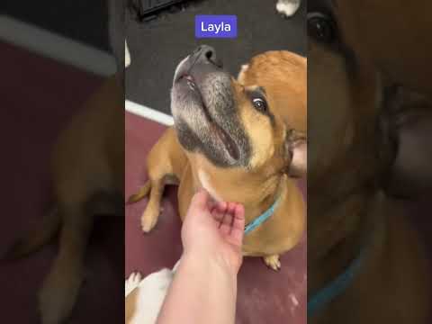 That’s the spot 🤤 #pets #dogs #youtubeshorts