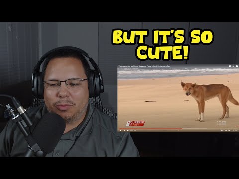American Reacts To The unexpected real dingo danger on Fraser Island | A Current Affair #qantas