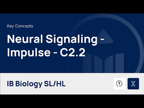 Neural Signaling - Impulse [IB Biology SL/HL]