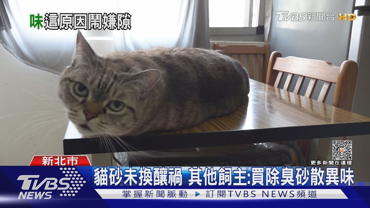 太臭了!養貓散發異味 鄰居:像死老鼠味道