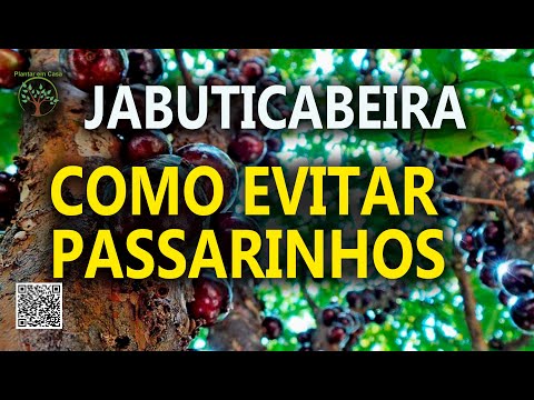 Jabuticaba at Home: How to Scare Birds Away from the Fruit