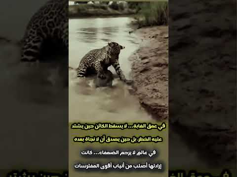 ليس كل ضعيفٍ فريسة... فبعضهم يملكون من الصبر ما يهزم أنياب الأقوياء #animals #fish #godsplan