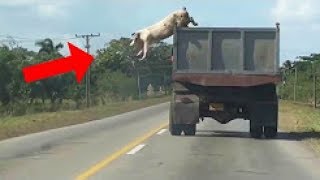 you wouldn't believe this if it wasn't recorded..