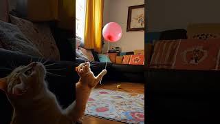 Come see its hilarious performance! 🎈😹 #cat