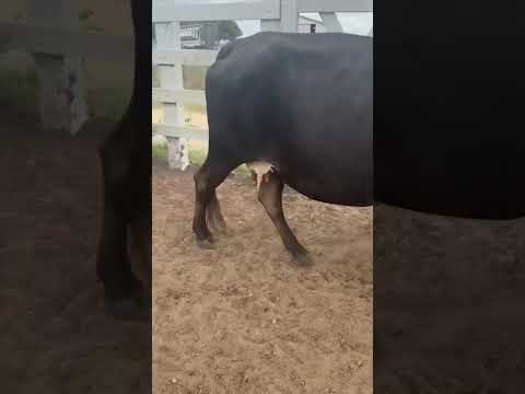 13 Vacas e Novilhas Leiteiras: 3.150 reais cada em São José do Brejo do Cruz/PB.84 99810 2784*#gado