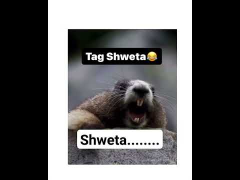 tag shweta😂 | send kro shweta ko 😂 | tag name funny video#viral#funny#shweta#youtube#shorts#ytshorts
