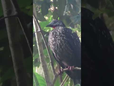 la belleza de la pava