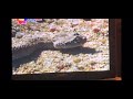 Babyfirst Safari Scrapbook Snake
