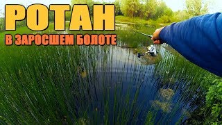 Ловля ротана по первому льду на болотах