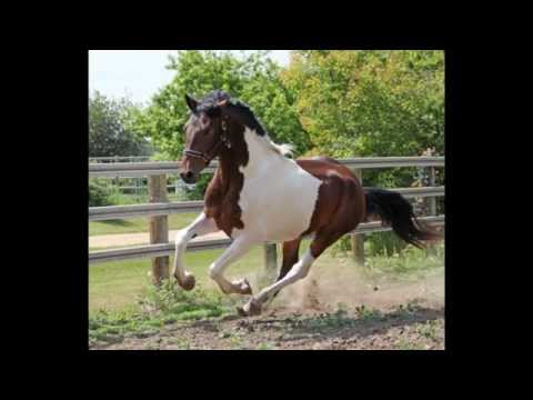 Madeus WHF Friesian/Warmblood Stallion
