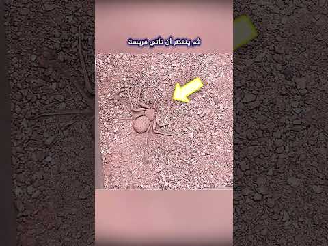 شاهد أخطر عنكبوت في العالم لن تصدق ما ستراه عيناك 😨 #shorts
