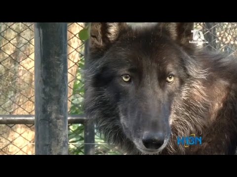 download lagu mp3 mp4 Lobo Medellin, download lagu Lobo Medellin gratis, unduh video klip Lobo Medellin