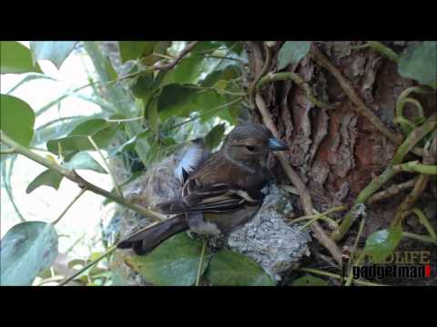 Wildlife Gadget Man - Chaffinch Nest 1 120515