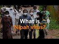 India: What is Nipah virus spreading in Kerala?