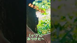 【チロぬい】(っ'ワ'c)かぶとむし〜