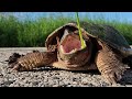 This May Happen Snapping Turtle Bite