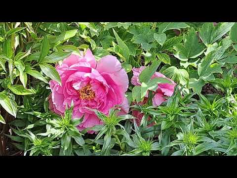 How to grow low woody grafted peonies.