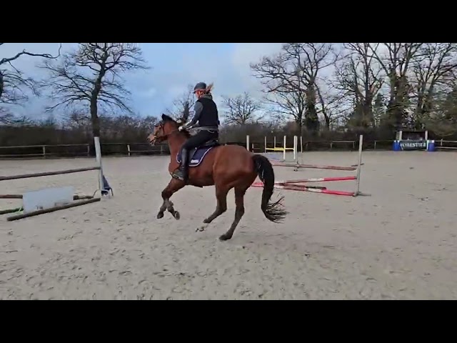 Jument plein papier SF 