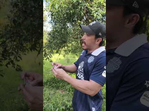 ฉีดปุ๊บ ......