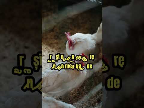 , title : 'Găina  #pasaridecurte  #chicken  #animalesipasarideprincurte  #animale  #cocos  #gaini'