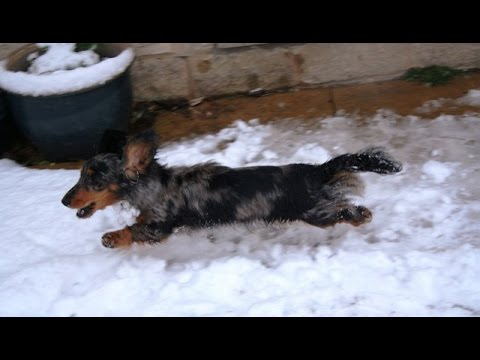 Chiens drôles jouer première fois dans la neige compilation 2014-2015 [new hd video]